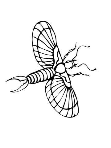 Flying Earwig Coloring Page